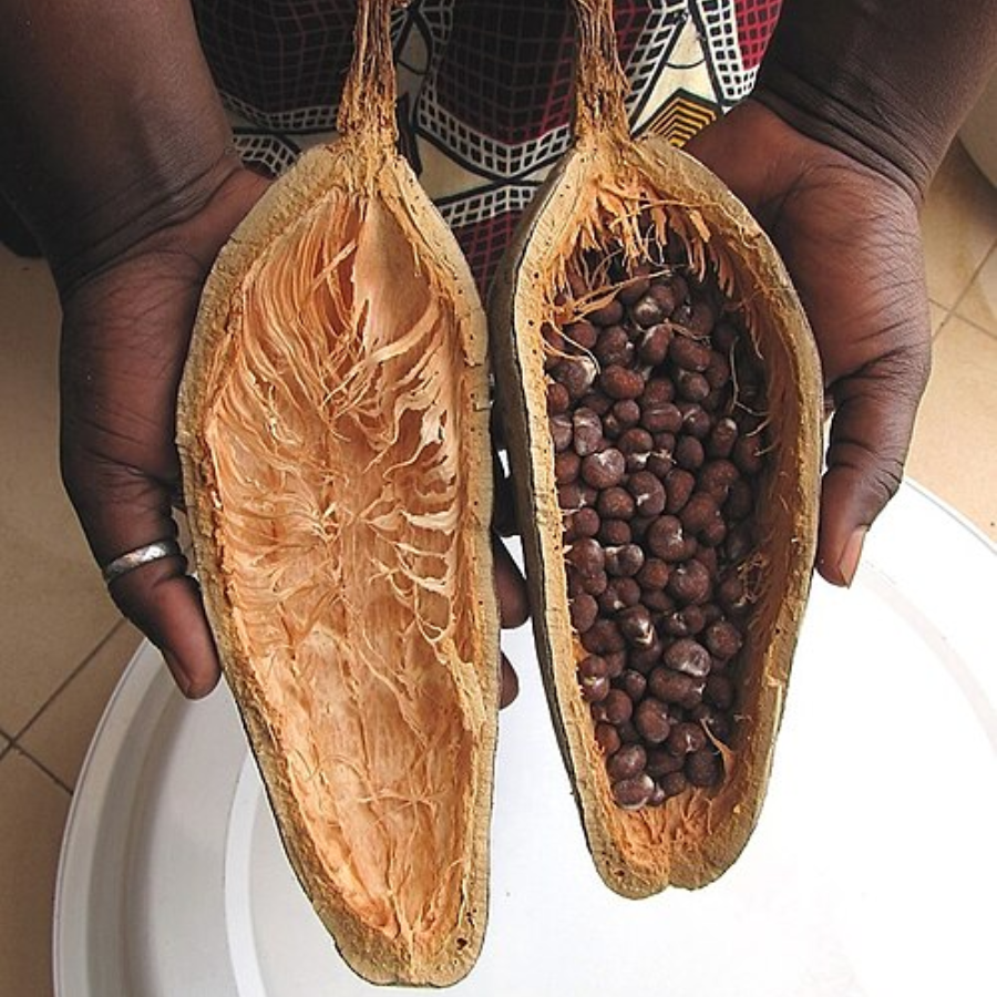 Adansonia Digitata Seed Extract – Bí mật dưỡng ẩm và chống lão hóa tự ...